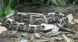 Image of Rhinoceros Viper