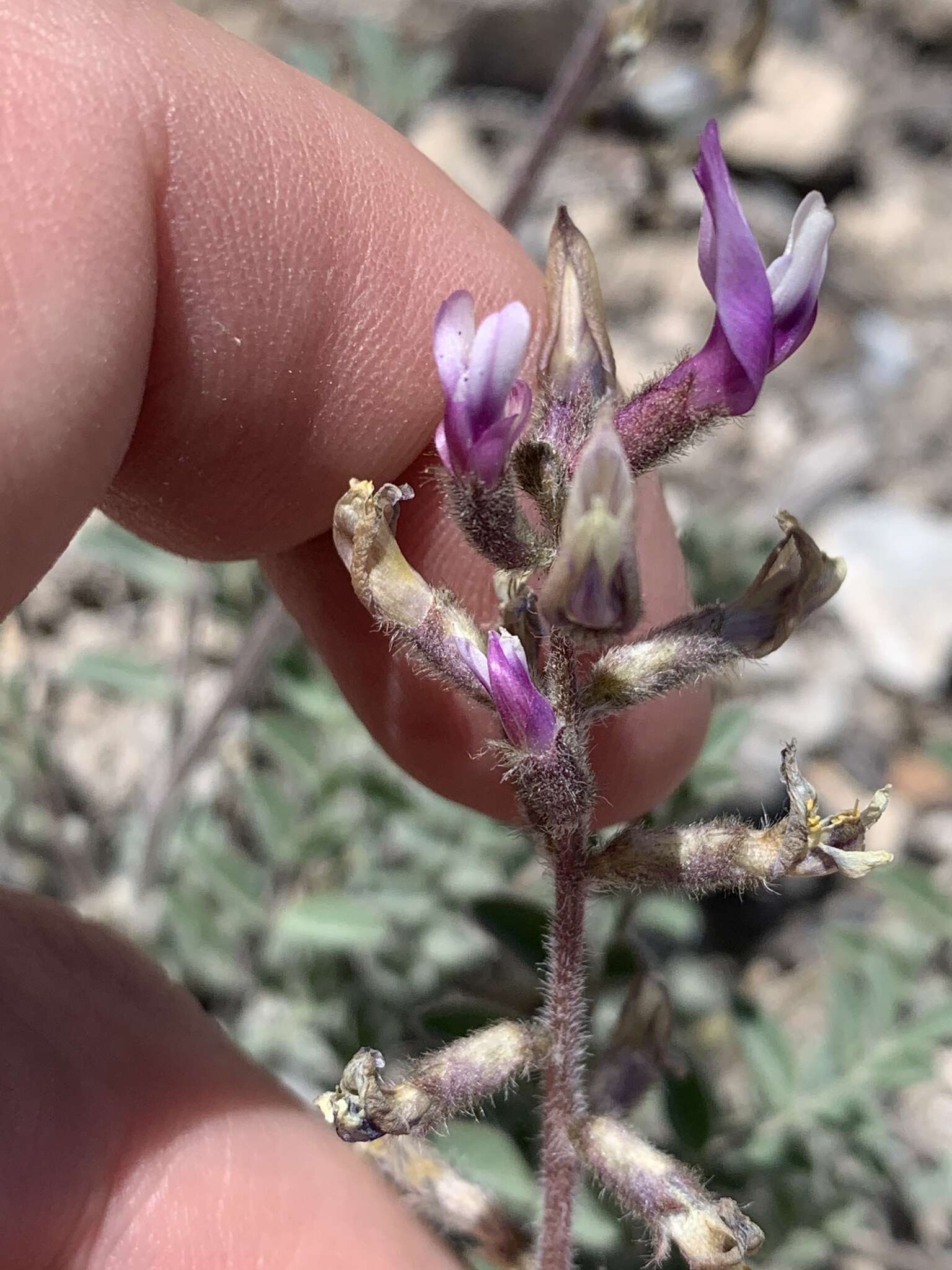 Image of Minthorn's milkvetch