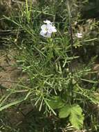 Image of Cakile maritima subsp. euxina (Pobed.) Nyár.