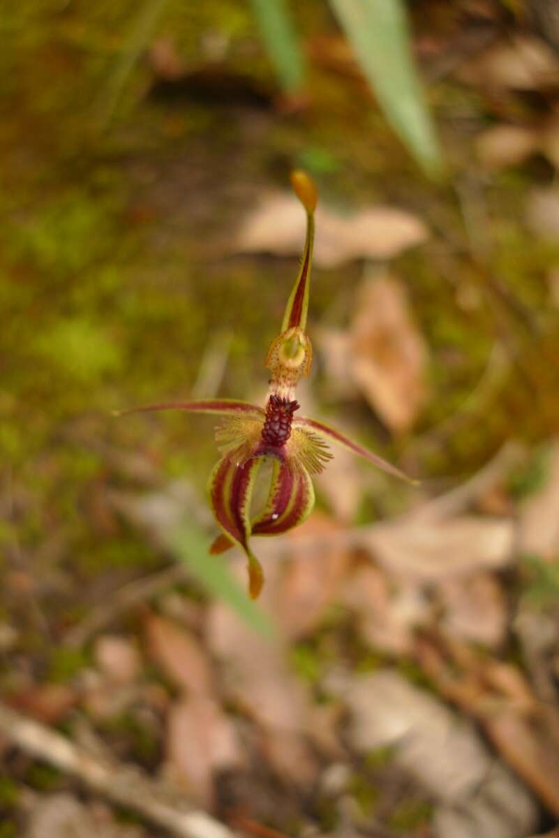 Caladenia plicata Fitzg.的圖片