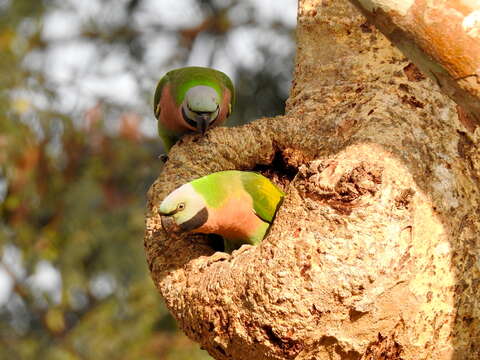 Image of Moustached Parakeet