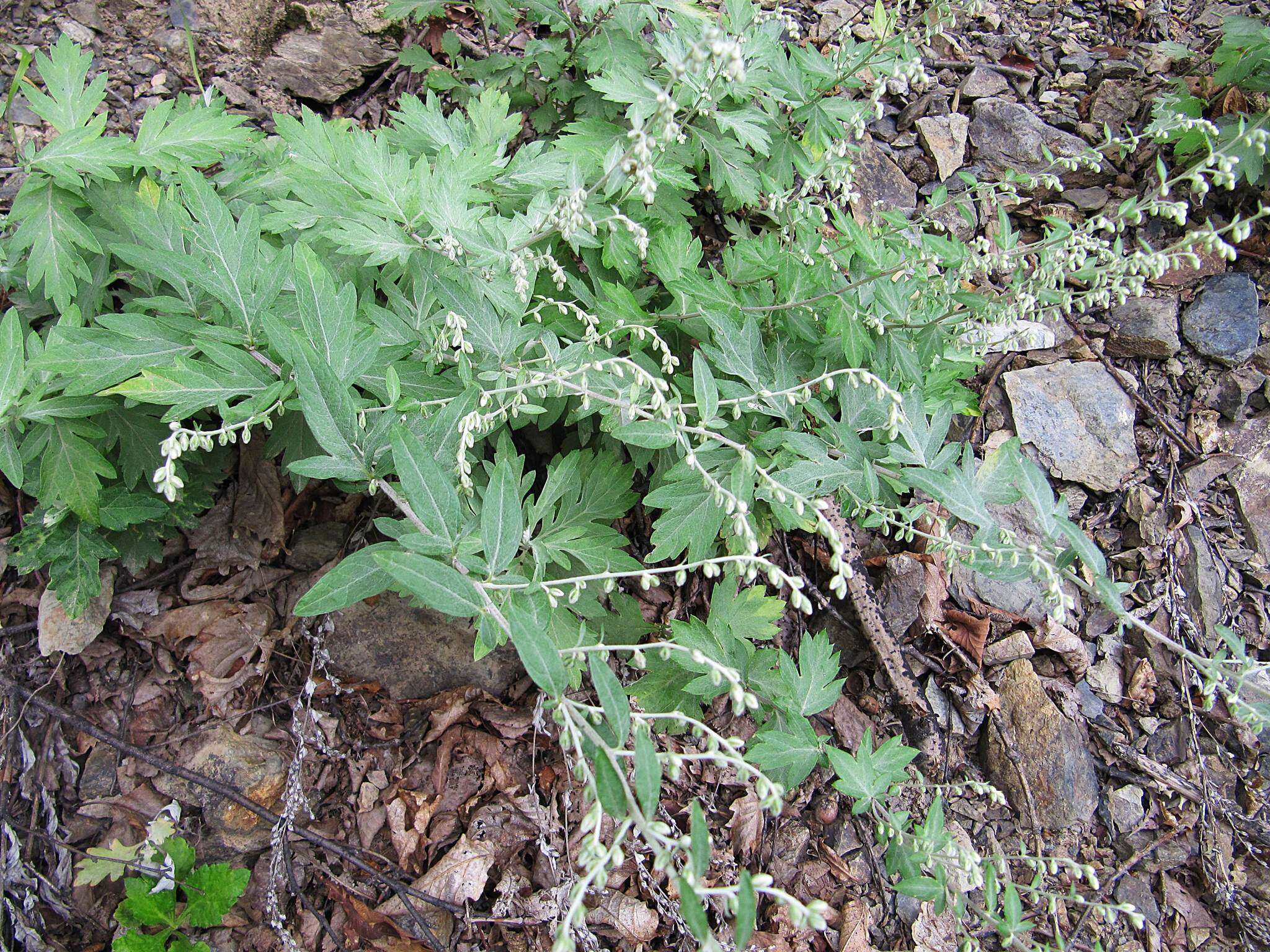 Image of Artemisia stolonifera (Maxim.) Kom.