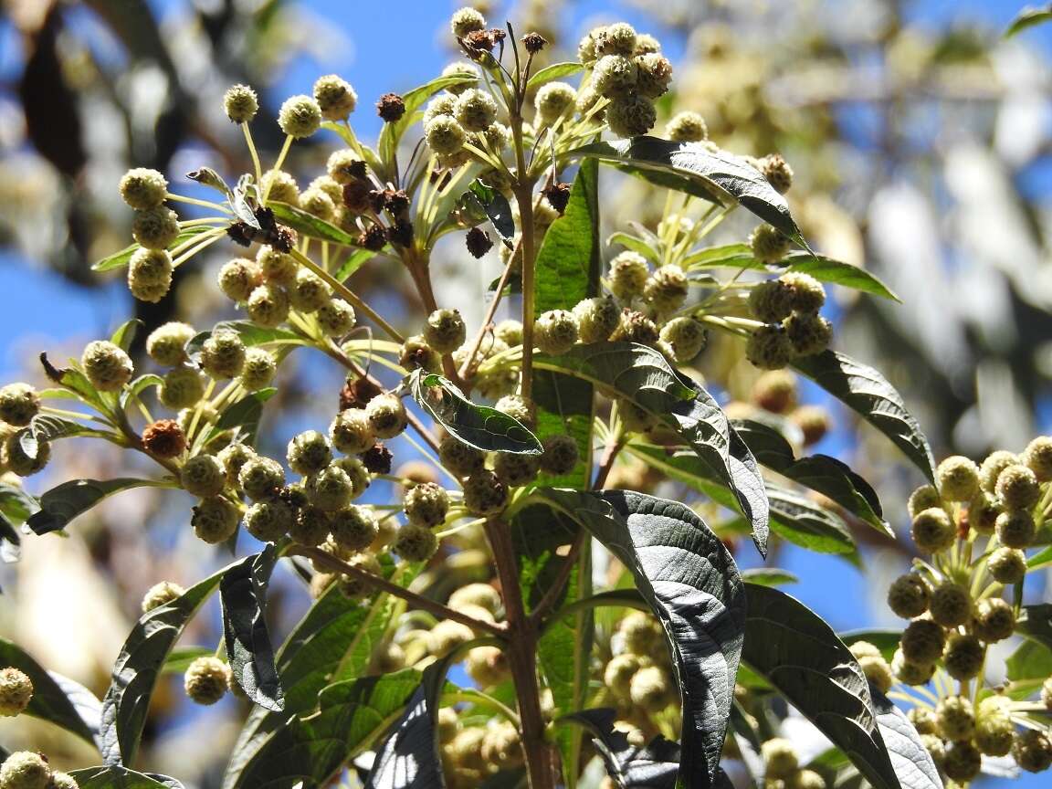 Plancia ëd Lippia myriocephala Schltdl. & Cham.