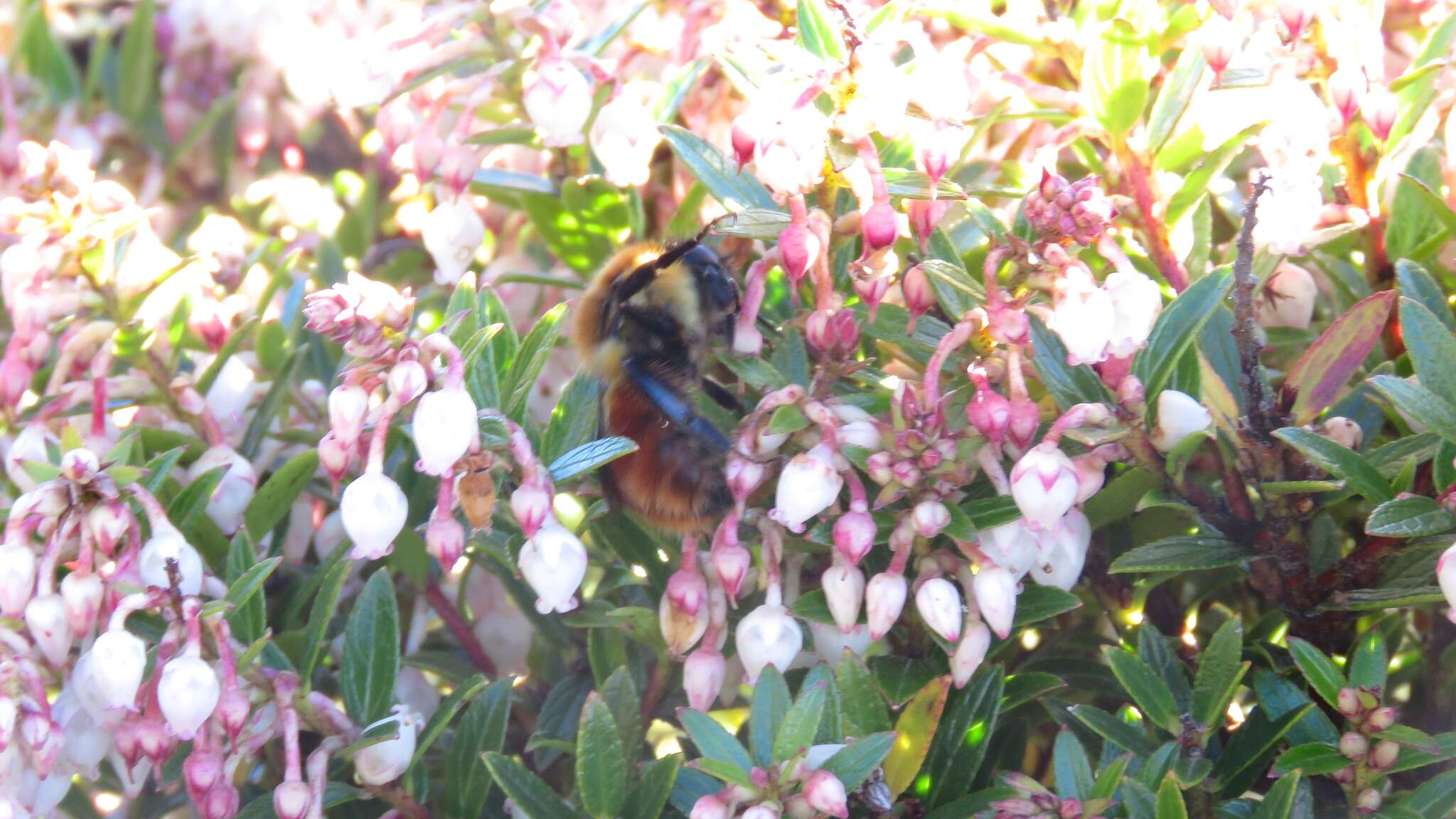 Image of Bombus ephippiatus Say 1837