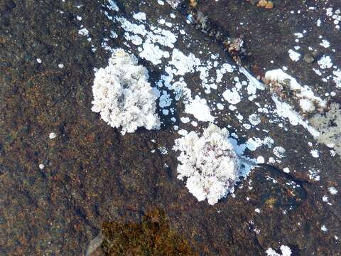 Image of common coral weed