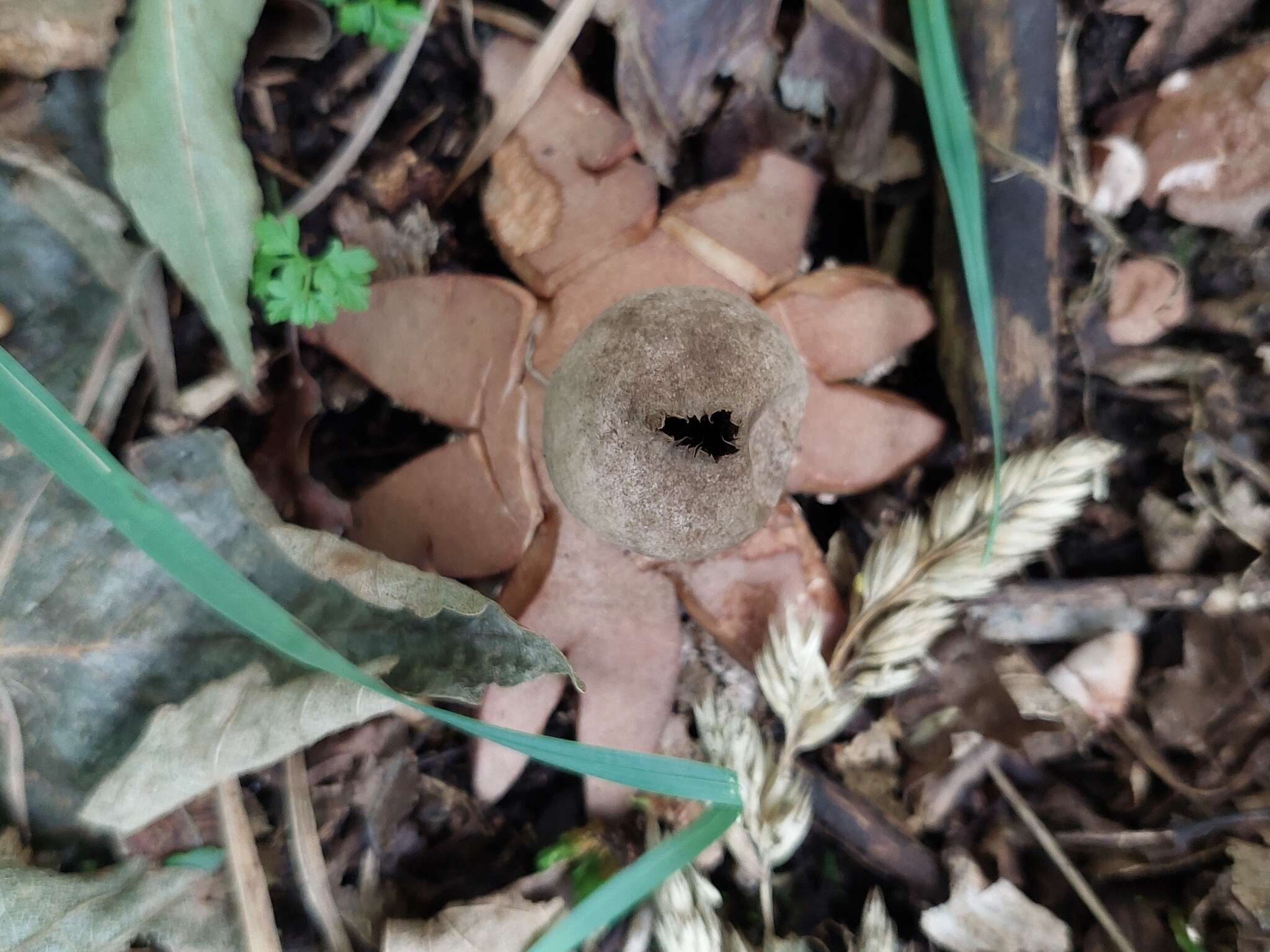 Image of Red-brown Earthstar