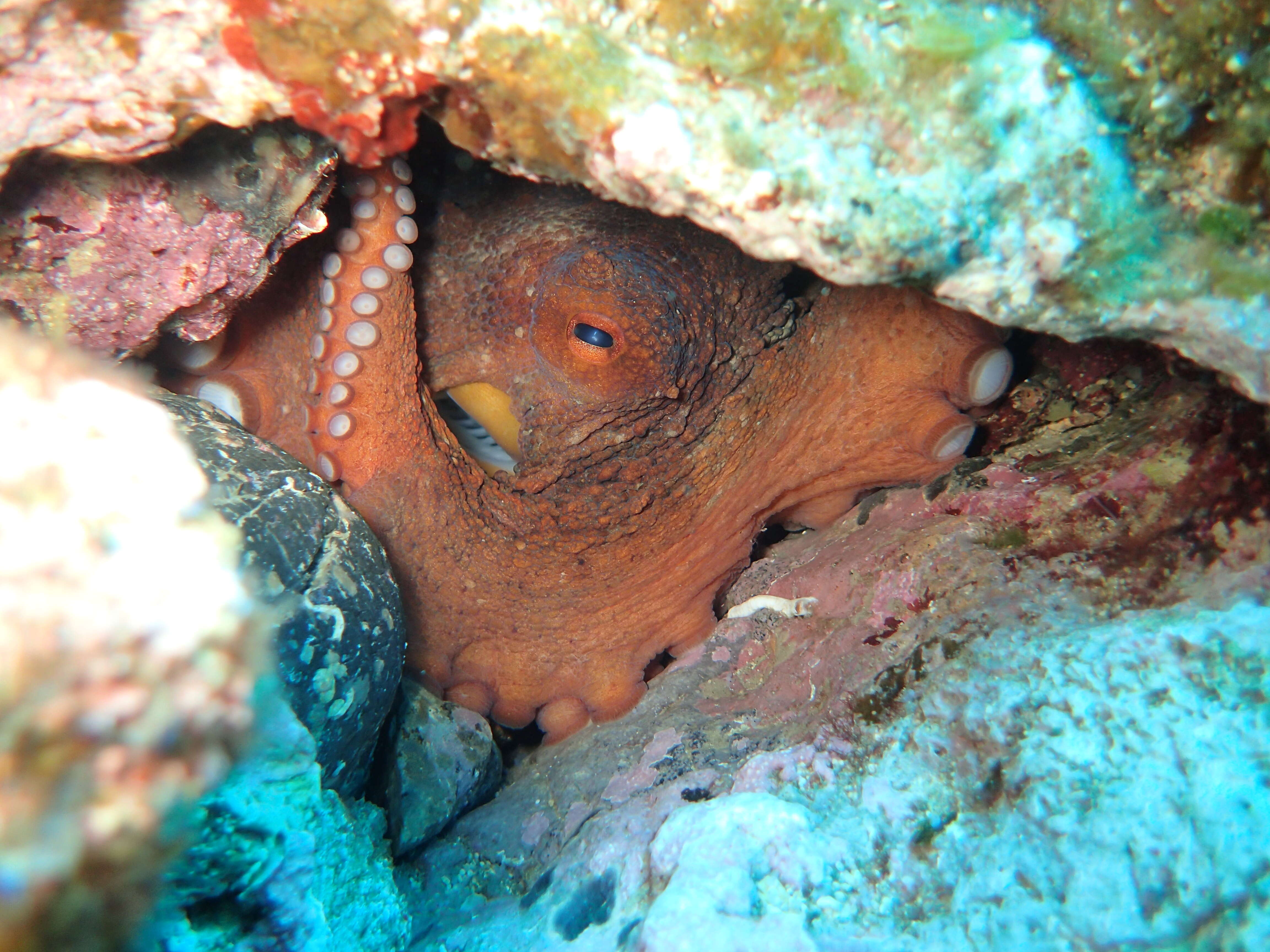 Image of Common octopus