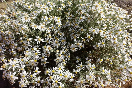 Image of Pimelea Daisy-bush