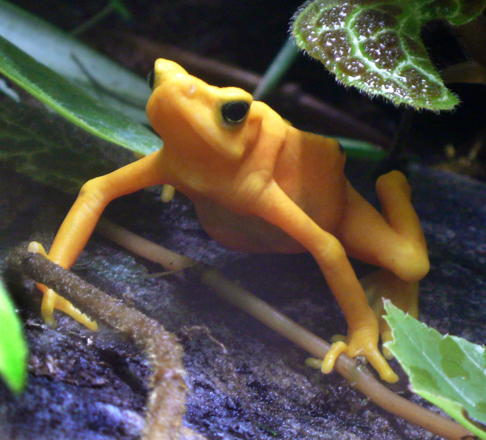 Image of Golden arrow poison frog