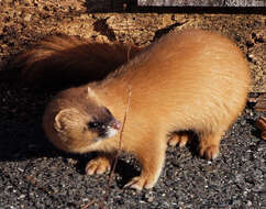 Image of Siberian Weasel