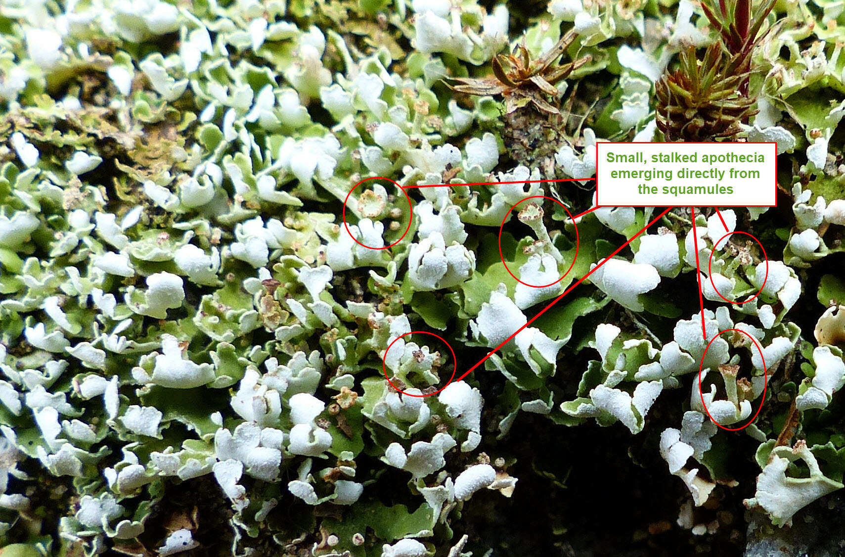 Imagem de Cladonia apodocarpa Robbins