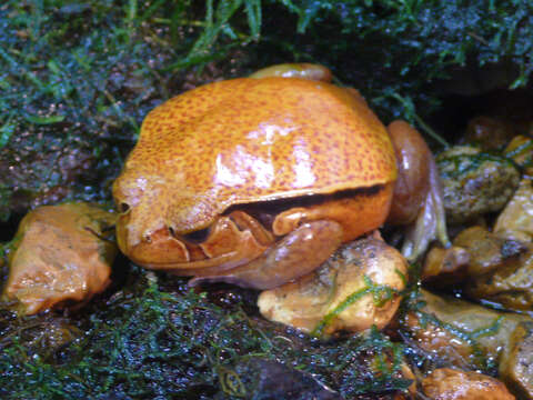 Image of Sambava Tomato Frog