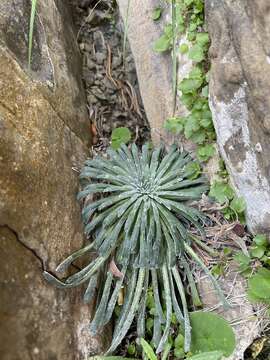 Imagem de Saxifraga longifolia Lapeyr.