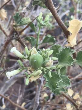 Image of Cnidoscolus palmeri (S. Watson) Rose