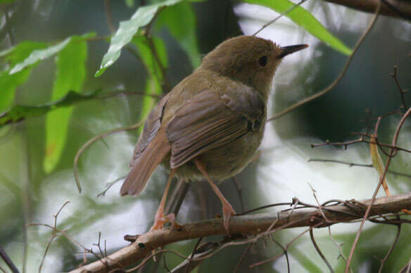 Image of Atherton Scrubwren