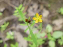 Image de Hypericum canadense L.