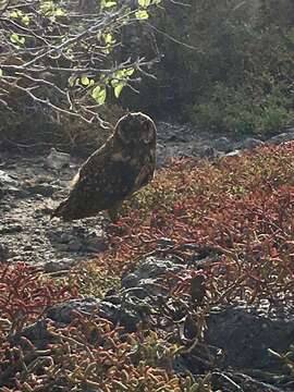 Image of Asio flammeus galapagoensis (Gould 1837)