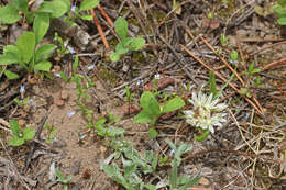 Image of slender phlox