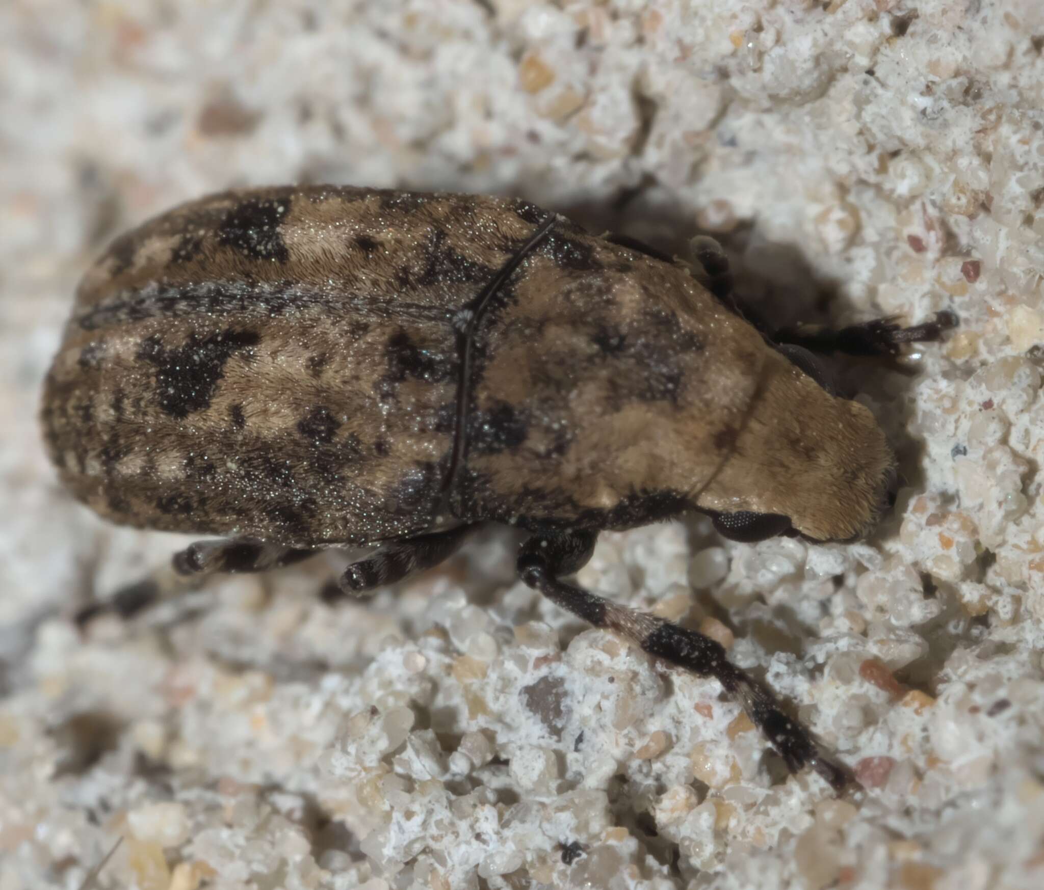 Image of Marbled Fungus Weevil