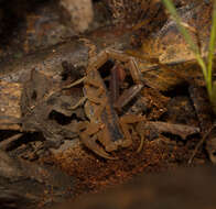 Image of Striped Bark Scorpion