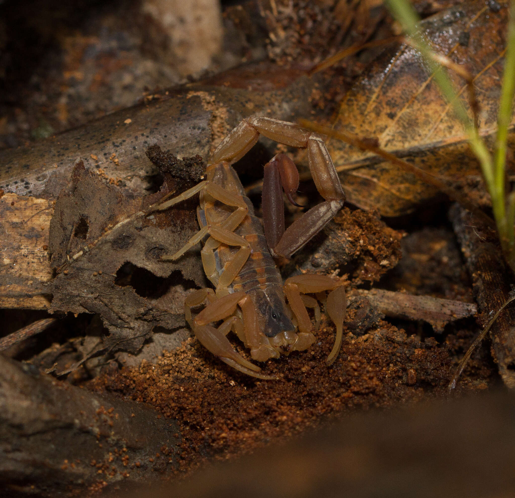 Image of Striped Bark Scorpion