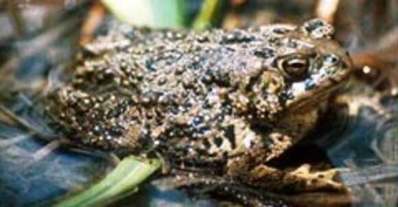 Image of Baxter's Toad