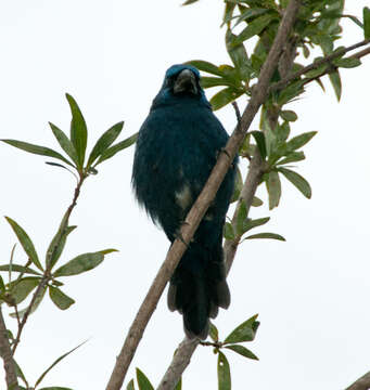 Image of Ultramarine Grosbeak