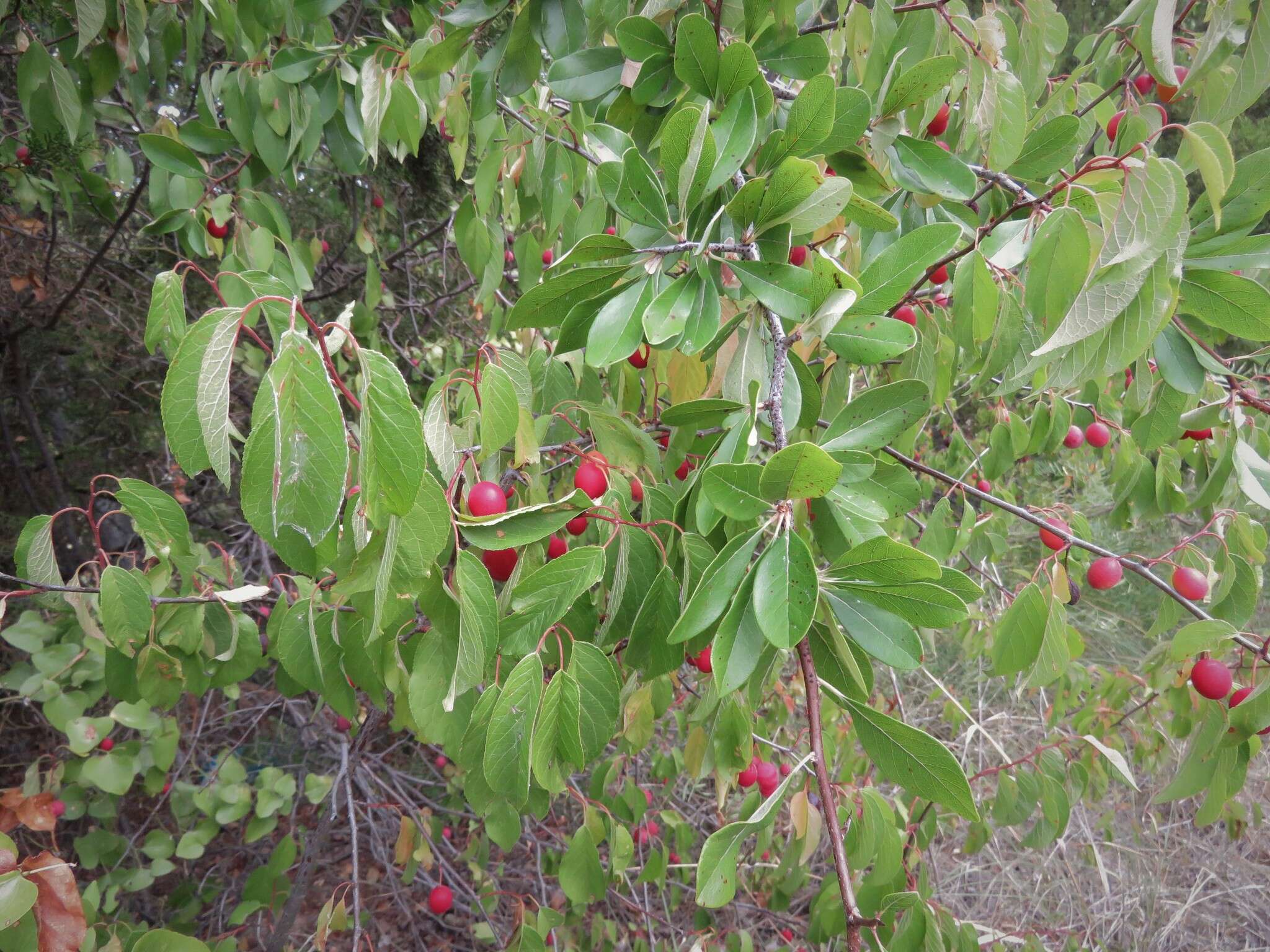 Imagem de Prunus rivularis Scheele