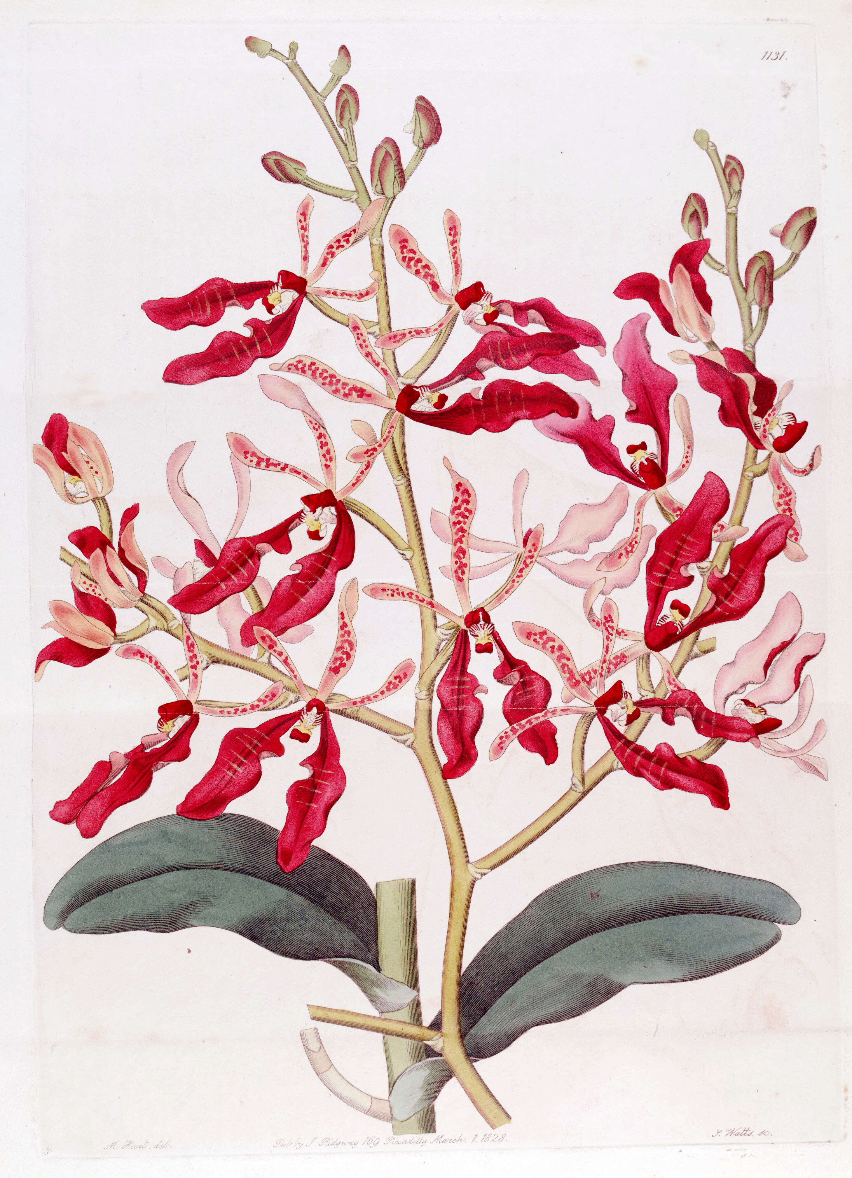 Image of Renanthera coccinea Lour.