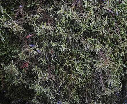 Image of Wiry Fern Moss