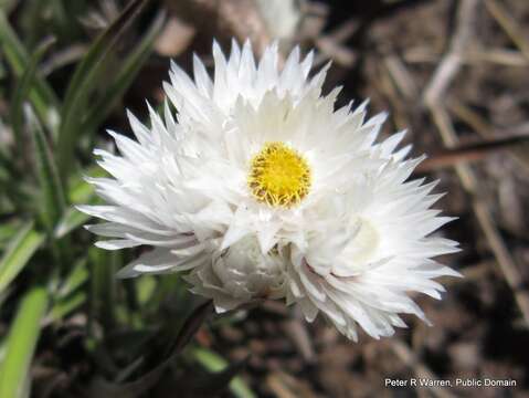 Image of Helichrysum grandibracteatum M. D. Henderson