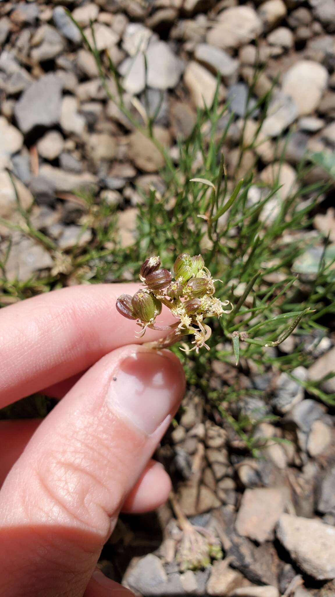 Image of Spellenberg's springparsley