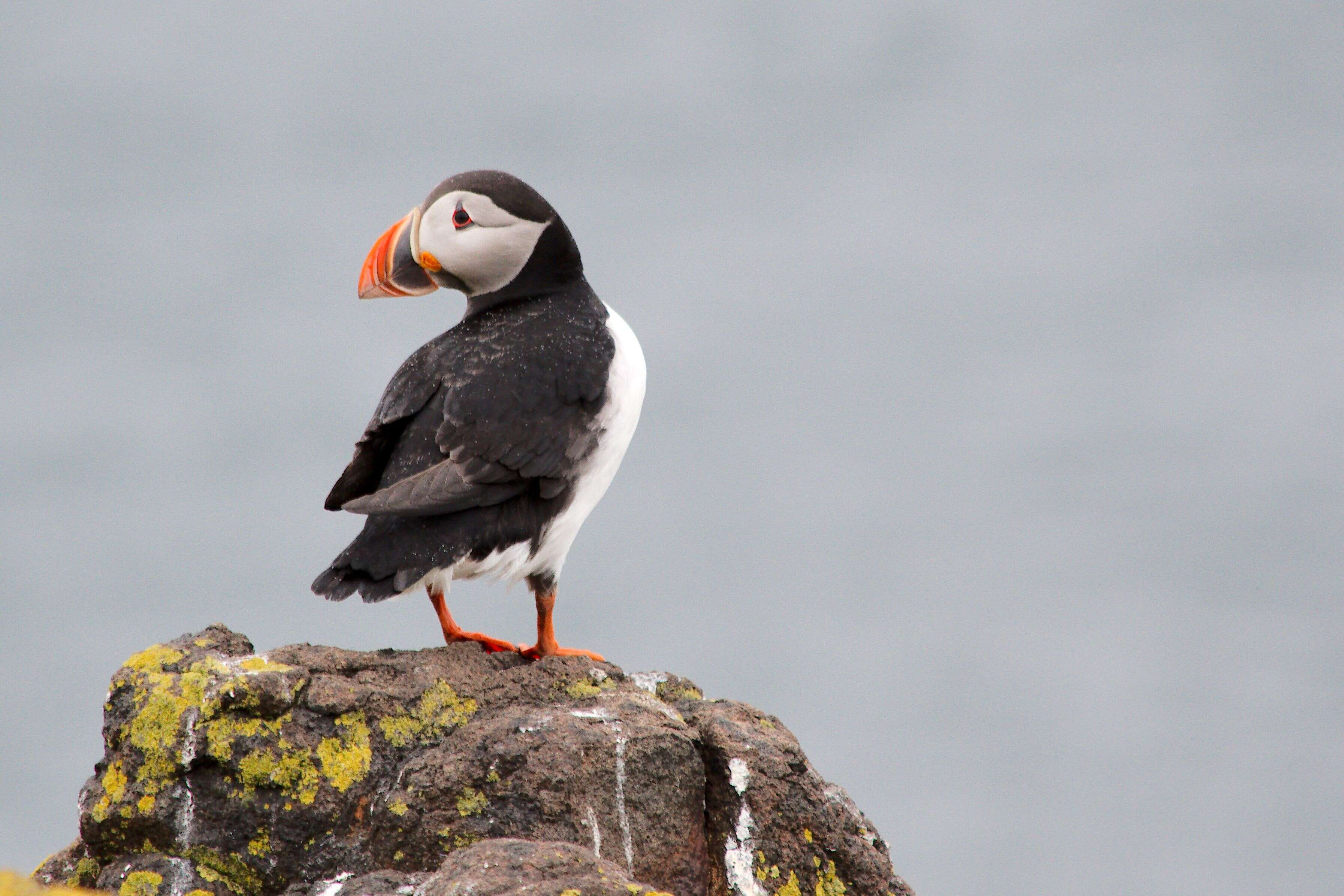 Image of Puffin