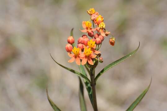 Image of bloodflower