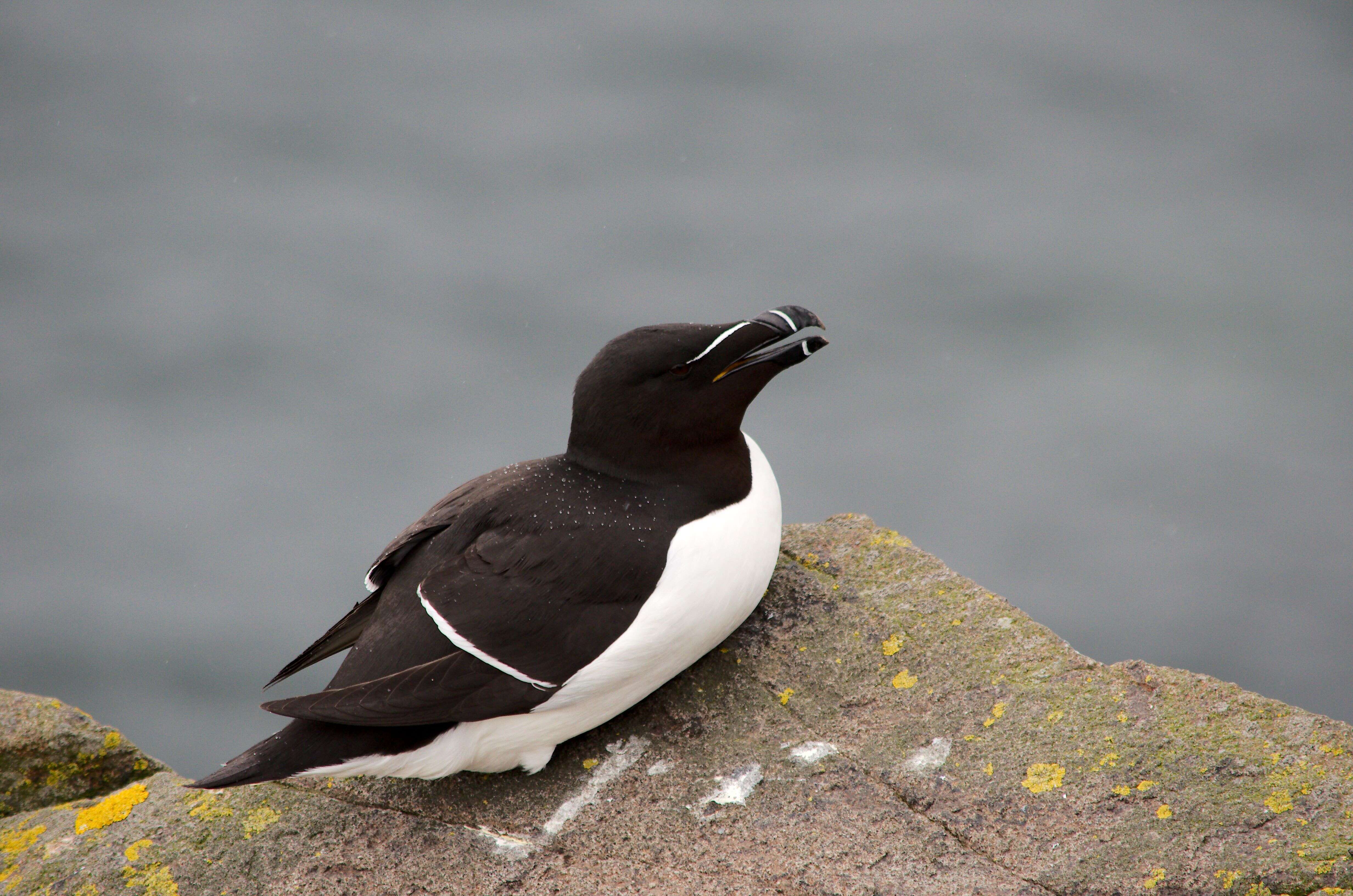 Image of Lesser auk