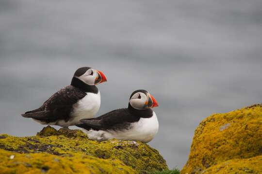 Image of Puffin