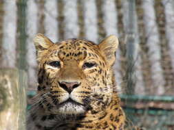 Image of North China leopard