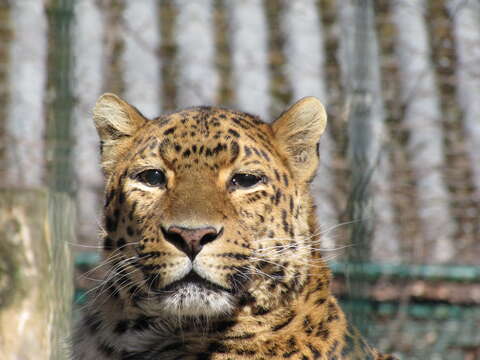 صورة Panthera pardus japonensis (J. E. Gray 1862)