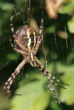 Image of Barbary Spider