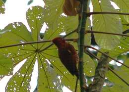 Image of Cinnamon Woodpecker