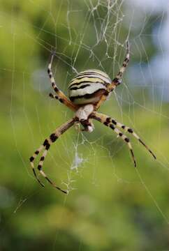 Image of Barbary Spider