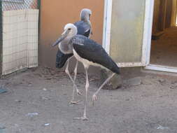 Image of Saddle-billed Stork