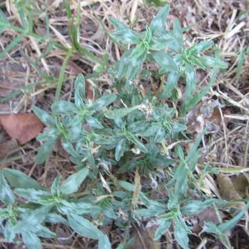 Image of tropical amaranth