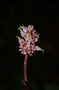 Image of Palisota alboanthera