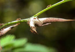 Image of Pseudomyrmex ferrugineus (Smith 1877)