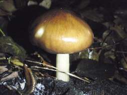 Image of Deer Mushroom