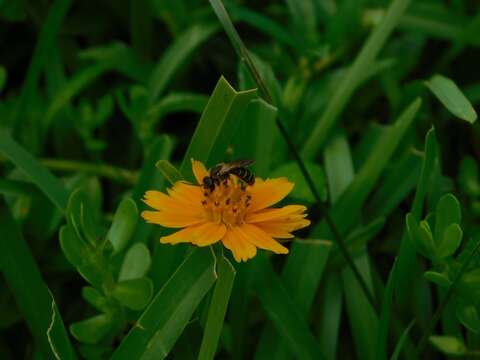 صورة Halictus poeyi Lepeletier 1841