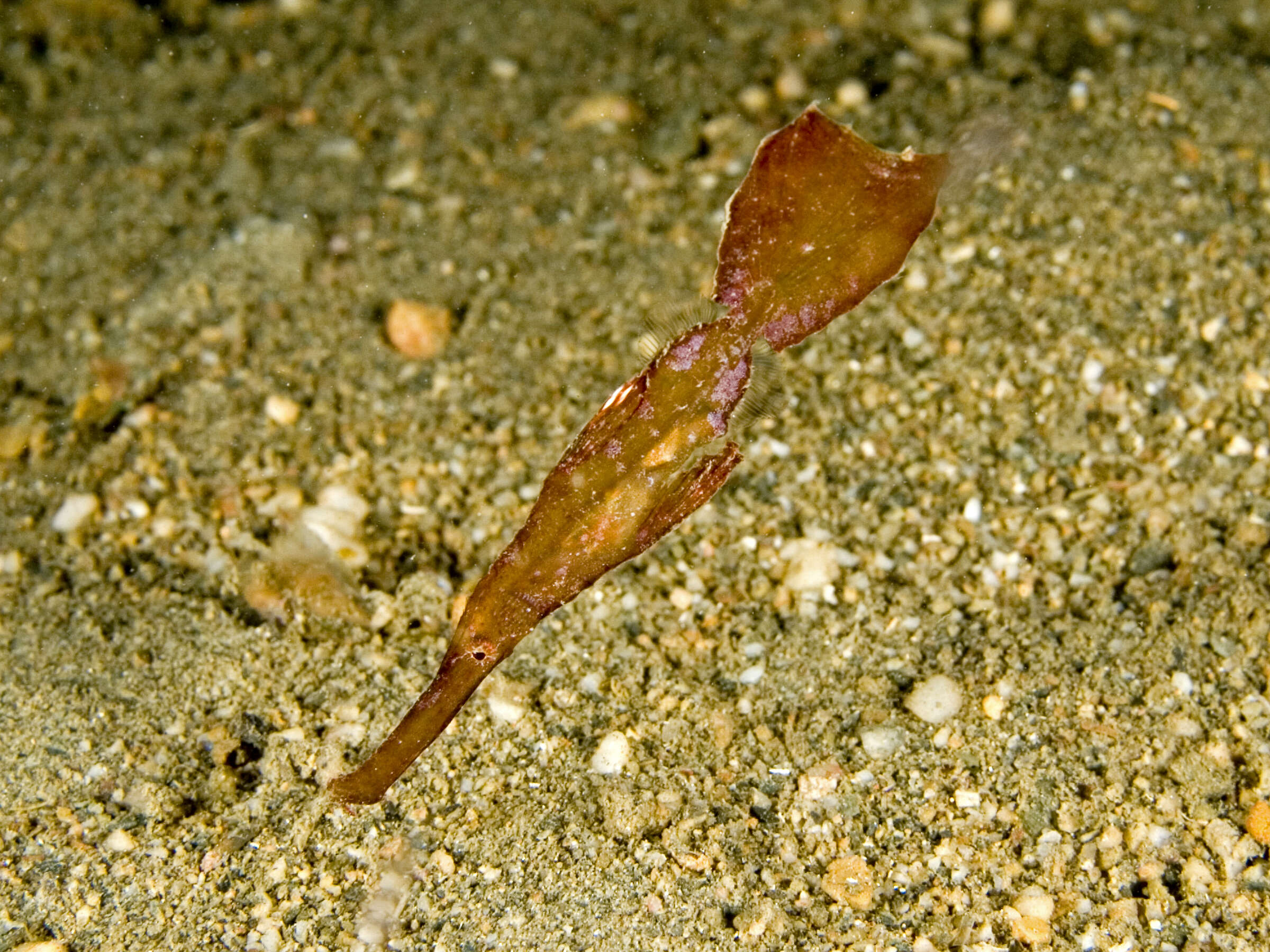 Image of Ghost pipefish