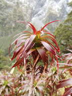 Imagem de Dracophyllum menziesii Hook. fil.