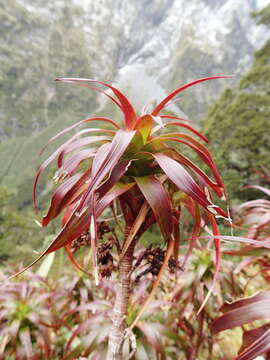 Imagem de Dracophyllum menziesii Hook. fil.